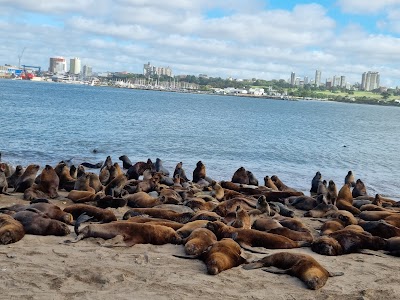 Reserva de lobos marinos del puerto de Mar del Plata