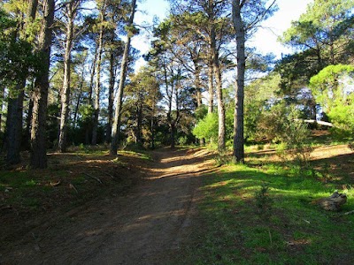 Paseo del Pinar