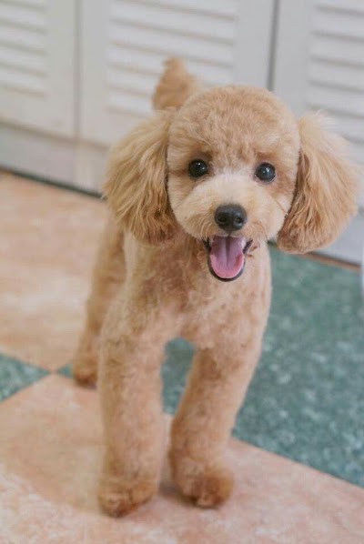 Peluquería canina coiffeur de tus mascotas