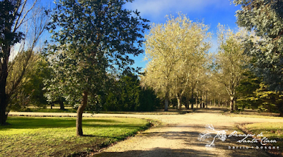 Pinares de Santa Clara - Barrio Bosque