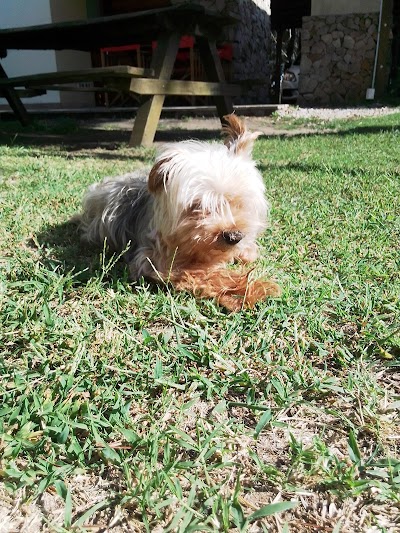 Veterinaria La Aguada - Dr. Daniel Germán Carmelini