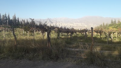 TIZAC WINE / BODEGA CABERNET DE LOS ANDES