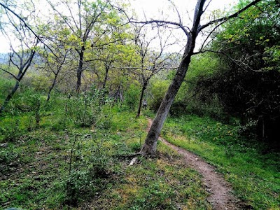 Bosque de Arrayanes