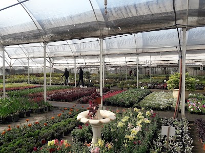 Vivero Caladio