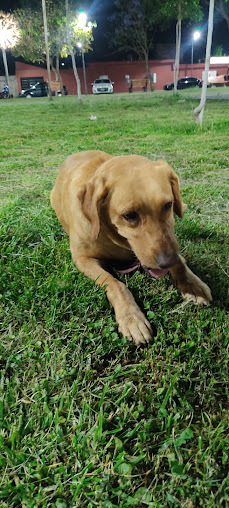 Perro de la Piedra