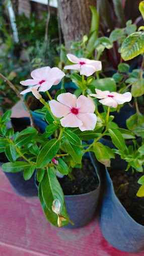 El Jardín Rosado - vivero