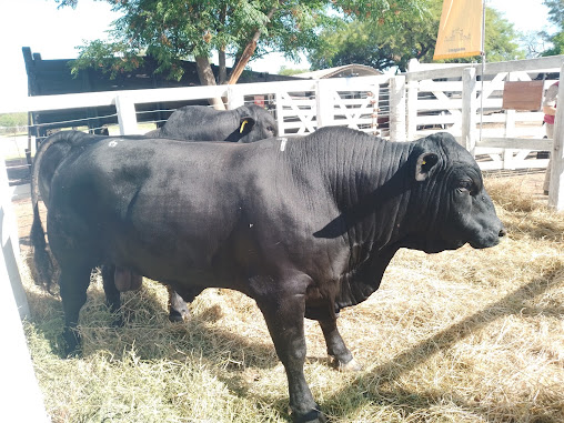 Predio sociedad rural de Machagai