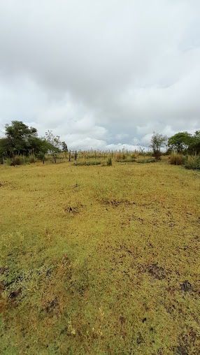 Campo El Gordo Toledo