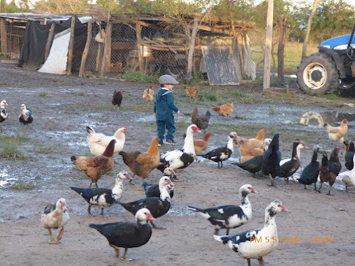 Municipalidad De Pampa Almiron