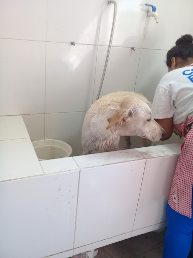 Centro Veterinario GALEANO