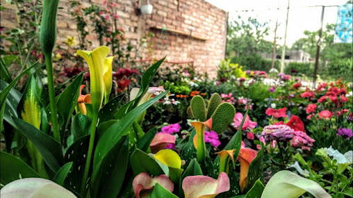 El Oasis Vivero y Floreria