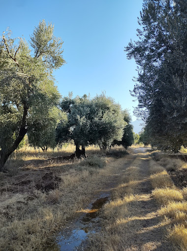 Finca El Rincón