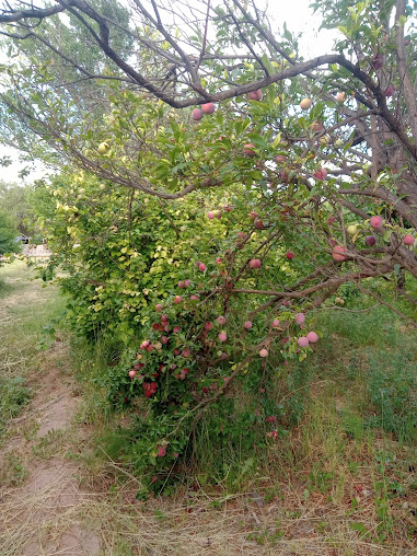 El rincón de la abuela Eloisa